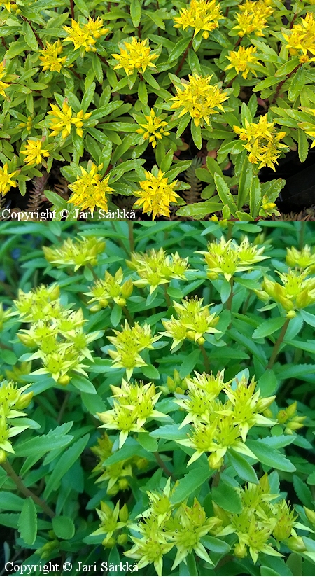 Sedum kamtschaticum var. middendorffianum 'Hki Bot', mantsurianmaksaruoho